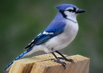 Izraeli kutatók: változik a madarak alakja a klímaváltozás miatt