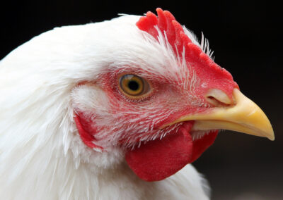 Kiszabadulhatnak a csirkék a szűk ketrecekből Izraelben