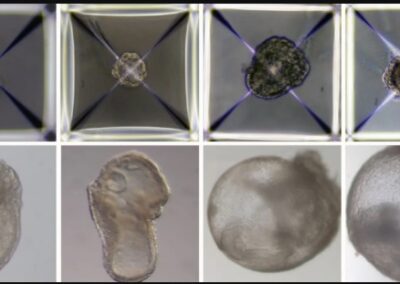 Elsőként alkottak szintetikus embriót izraeli tudósok