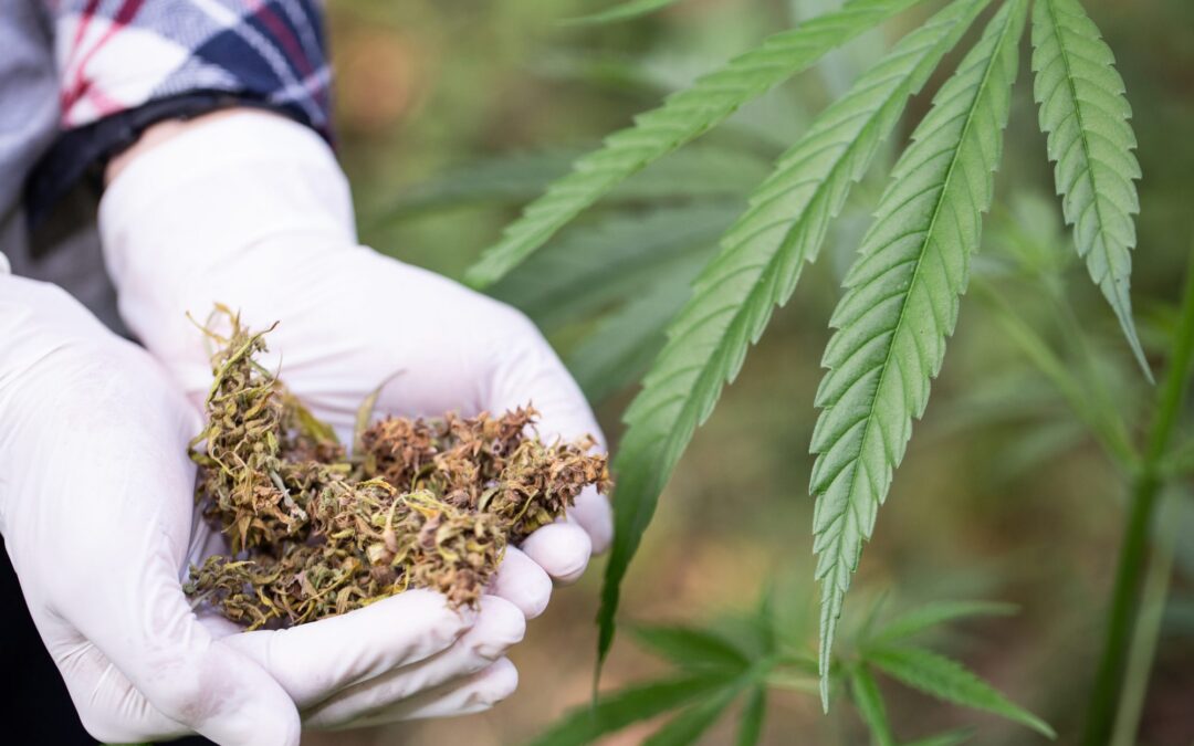 Receptre lesz kapható az orvosi kannabisz Izraelben