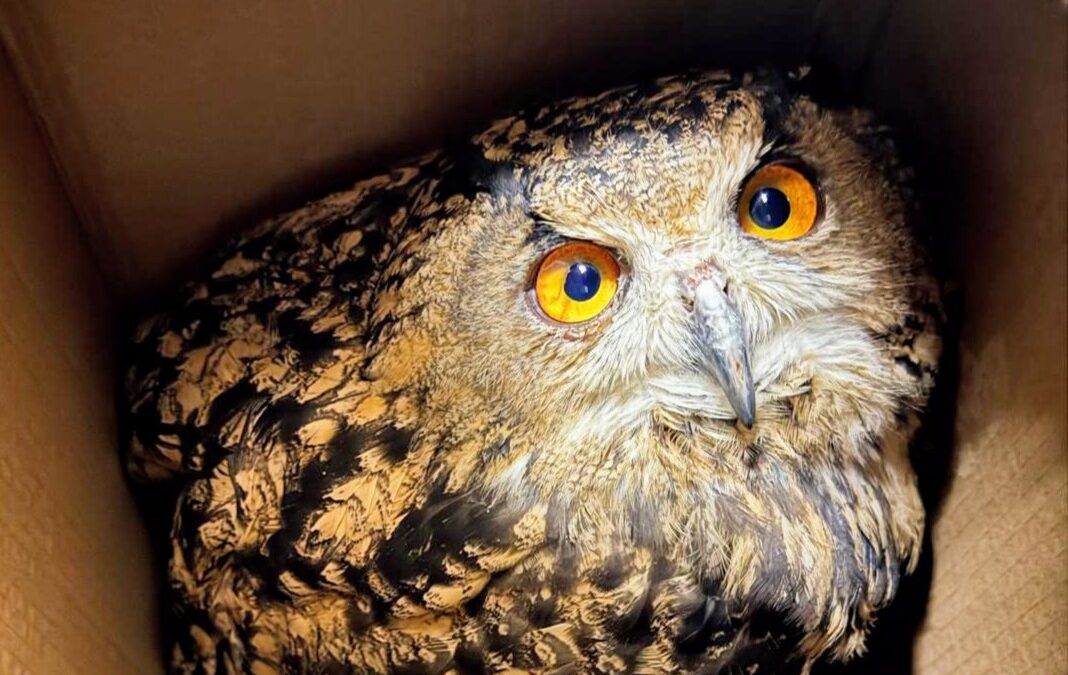 Veszélyeztetett baglyot mentettek az IDF katonái egy palesztin faluban