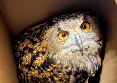 Veszélyeztetett baglyot mentettek az IDF katonái egy palesztin faluban