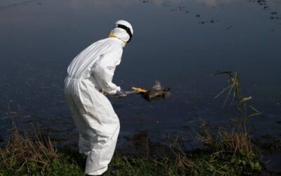 Súlyos madárinfluenza járványt azonosítottak Izraelben