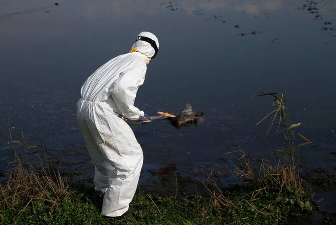 Súlyos madárinfluenza járványt azonosítottak Izraelben